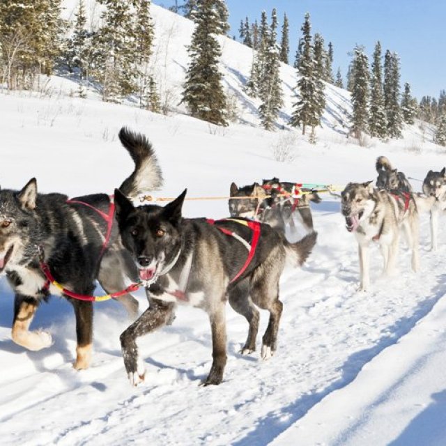 Arctic Day: Dog Sledding Tour | half day | Arctic Range Adventure