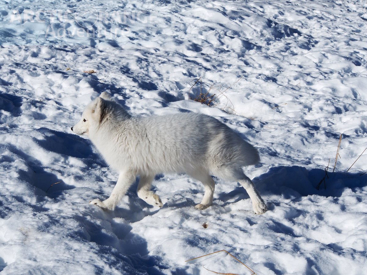 arctic-fox-arctic-range-adventure