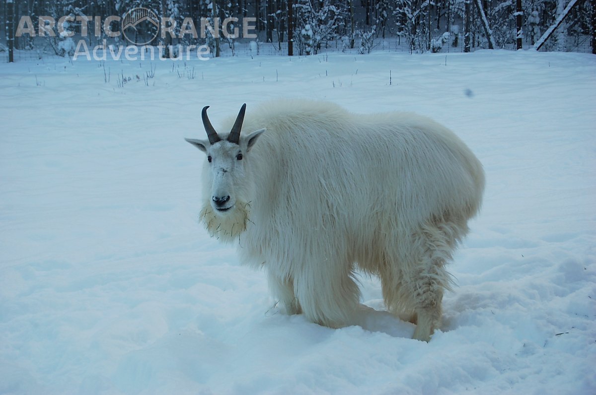 Mountain Goat: A Strong Climber in Extreme Conditions — Alaska Wildlife  Alliance (AWA)